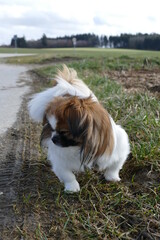Kleiner Hund beim Spazierengehen am Waldrand - Tibet Spaniel, Leben auf dem Land