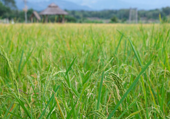 golden and green rich tree in thailand farming.season harvest organic plant