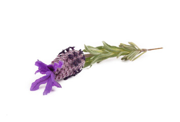 Lavandula Stoechas (French lavender; Spanish Lavender; Topped Lavender); isolated on white