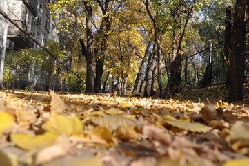 A path of autumn leaves