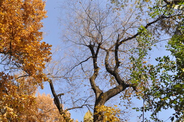 Trees in the autumn park against the sky