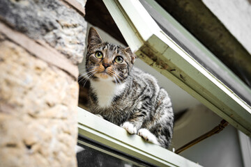 Cute young inquisitive cat with beautiful big eyes and fur balancing and standing in open window...