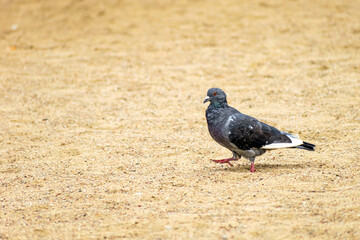 Pigeon walking on the beach.