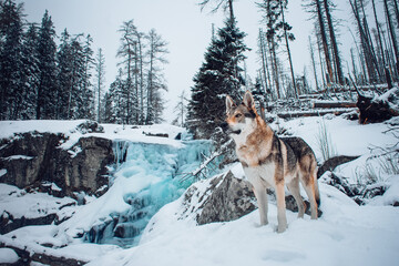 wolfdog in high tatras