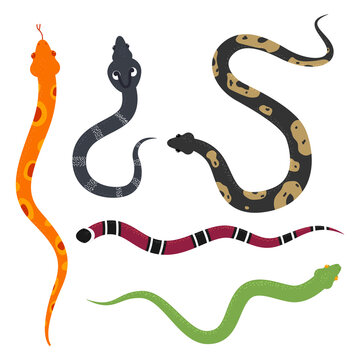 Snakes vector cartoon set isolated on a white background.