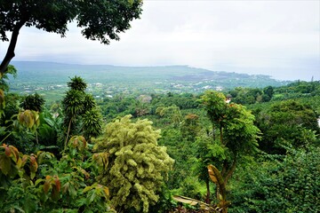 Tropical jungle and green forest, top view, in Hawaii - 熱帯 ジャングル ハワイ