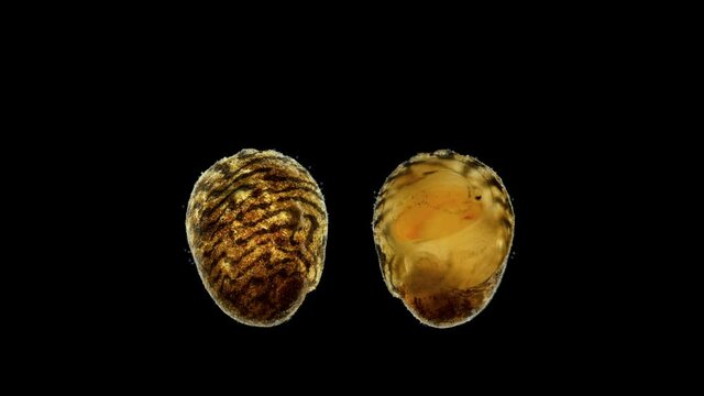 Freshwater snail Theodoxus pallasi under the microscope, family Neritidae. It feeds on algae. Sample found in the Volga River