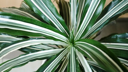 Fototapeta premium indoor dracaena with narrow striped leaves of white-green color close-up, vegetable fresh background full frame, indoor plants represented by decorative palm tree