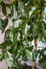 Ficus benjamin with fresh leaves on white background. Background with green leaves of a ficus.