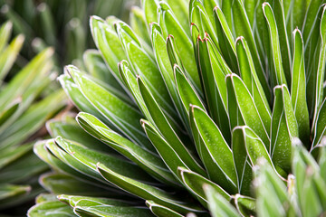 Obraz premium close up of cactus