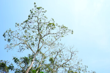 Beautiful orchids in full bloom
