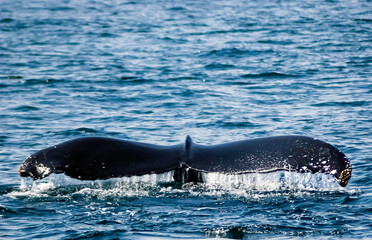 Obraz premium whale in the sea 