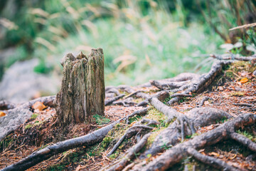 Old mossy tree stump and roots