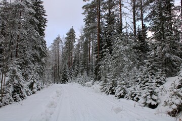 Road through the forest in winter