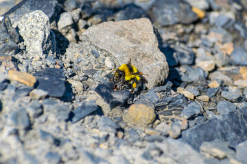 Black and yellow bee among rocks.