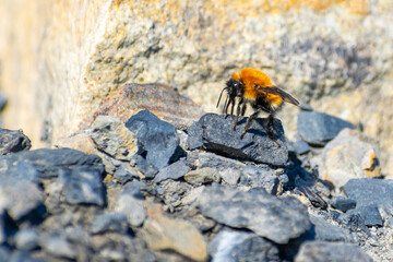 Orange bee among grey rocks.