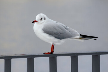 Seagull on handrail