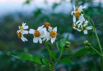 group of small white petals and yellow pollen growth in north of Thailand. beauty flower plant in forest.