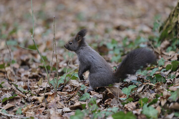 Squirrel stands on the ground upright