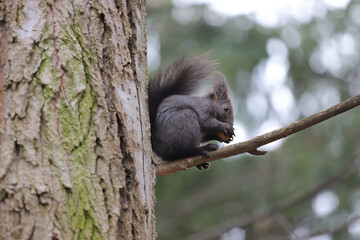 Squirrel stands on a branch cracks and eats a walnut