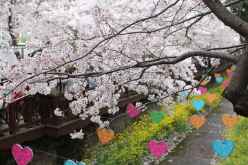 spring cherry blossom