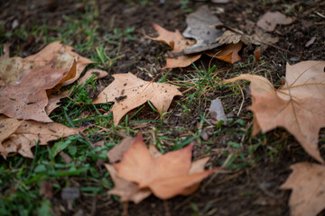 Autumn Maple leaf, Autumn Concept