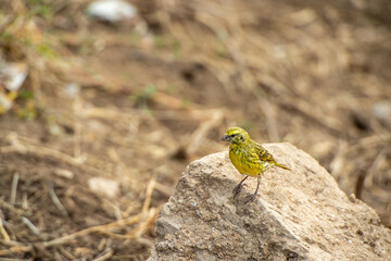 Naklejka na ściany i meble yellow bird on a rock