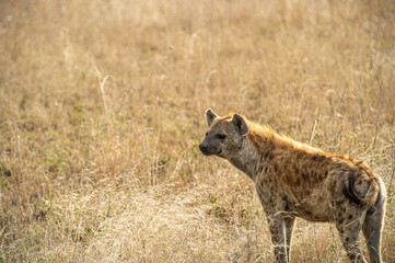 hyena in serengeti