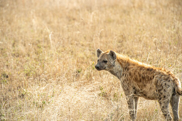 spotted hyena in the savannah