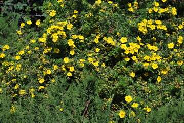 Wildflowers in nature outdoors.