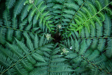 fern leaf background