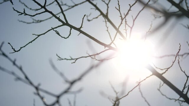 dry tree branch close-up silhouette against the blue sky and sun. dry branch of a tree without leaves. dead dry tree branch. natural winter nature forest concept landscape