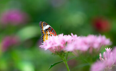 butterfly on flower