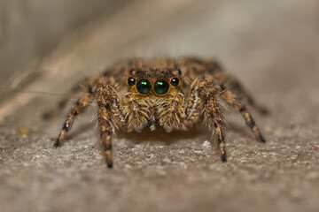 Cute jumping spider