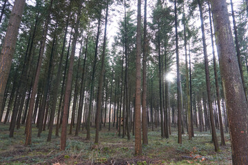 Fototapeta premium Low angle shot of pine trees in the forest