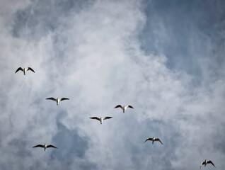 A flock of seagulls birds  flying against a cloudy sky.