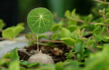 Stephania Erecta Craib in the farm with natural background