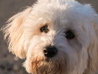 Detail portrait with a cute small Bichon puppy at golden hour,