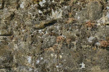 texture of gray old stone wall with white mold. Background. Copy space