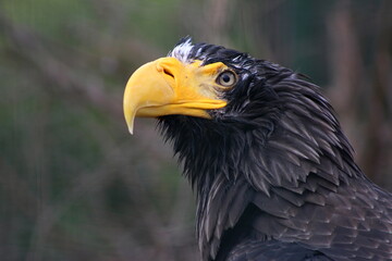 Obraz premium Steller's sea eagle is posing for a portrait 