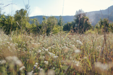 flowers in the field