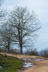 Akfadou forest in Bejaia, Algeria, a Forest of oak and beech