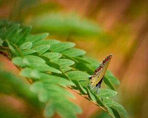 dragonfly on a leaf