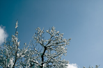 Snowy tree branches against the cloudy sky