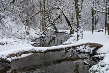 The start of winter with a tiny layer of snow in the forest