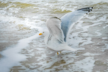 Seagull spreading its wings in the water