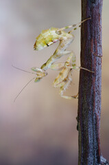 Creobroter soft macro