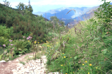 Wild nature in Low Tatras (Nizke Tatry) on the way from Chopok mountains. Landscape scenery with colorful flowers and green grass. Summertime in the Northern Slovakia, Slovak Republic, Europe.