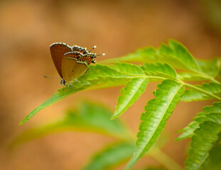 butterfly on leaf