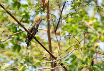 Female Asian emerald cuckoo perching on tree branch , Thailand